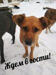 Vernost (Perm, Brodovskiy trakt, 7) ، مأوى للحيوانات