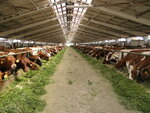 Plemzavod im. Chapayeva (stanitsa Vasyurinskaya, ulitsa Stavskogo, 25), intensive animal farming
