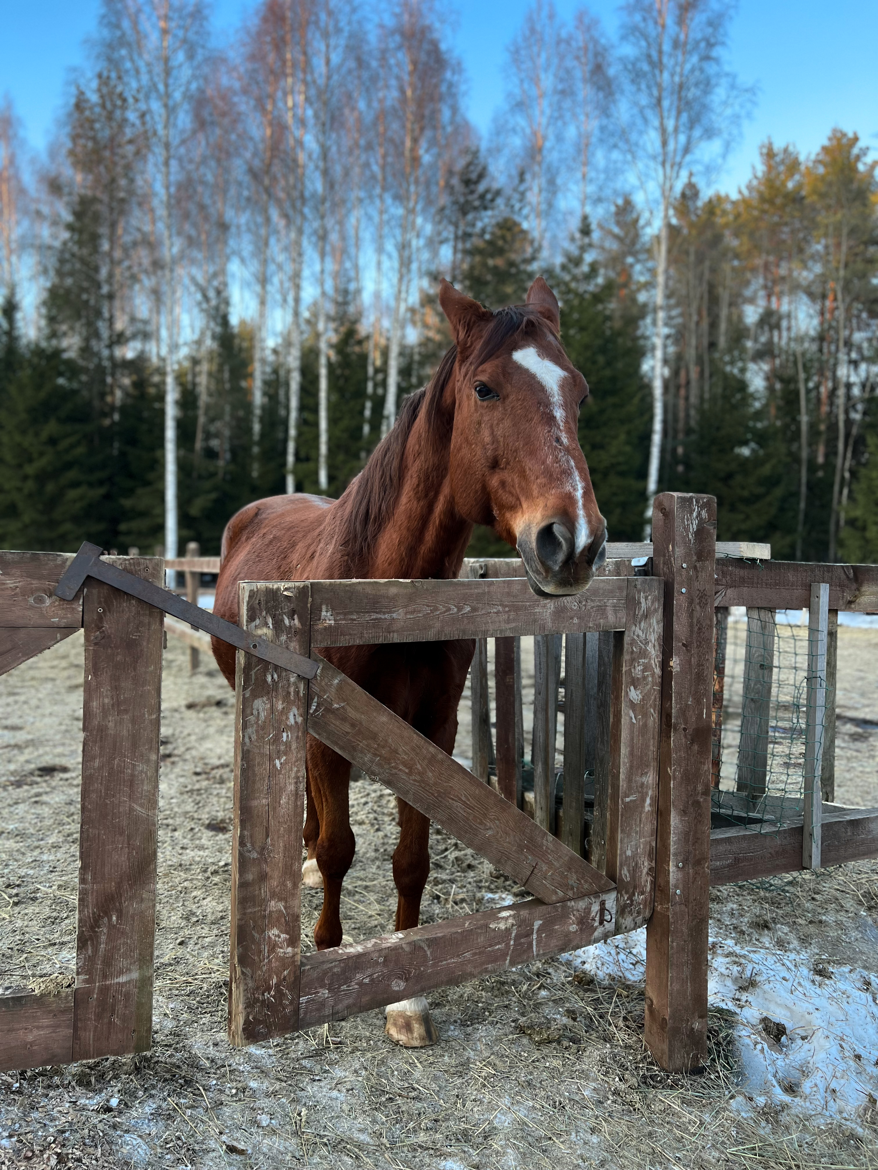 Фото ГлинтВуд