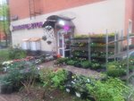 Ирис (Tsentralny Microdistrict, Oktyabrskaya ulitsa, 12), flower shop