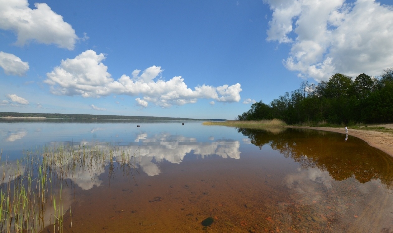 Фото Брусника