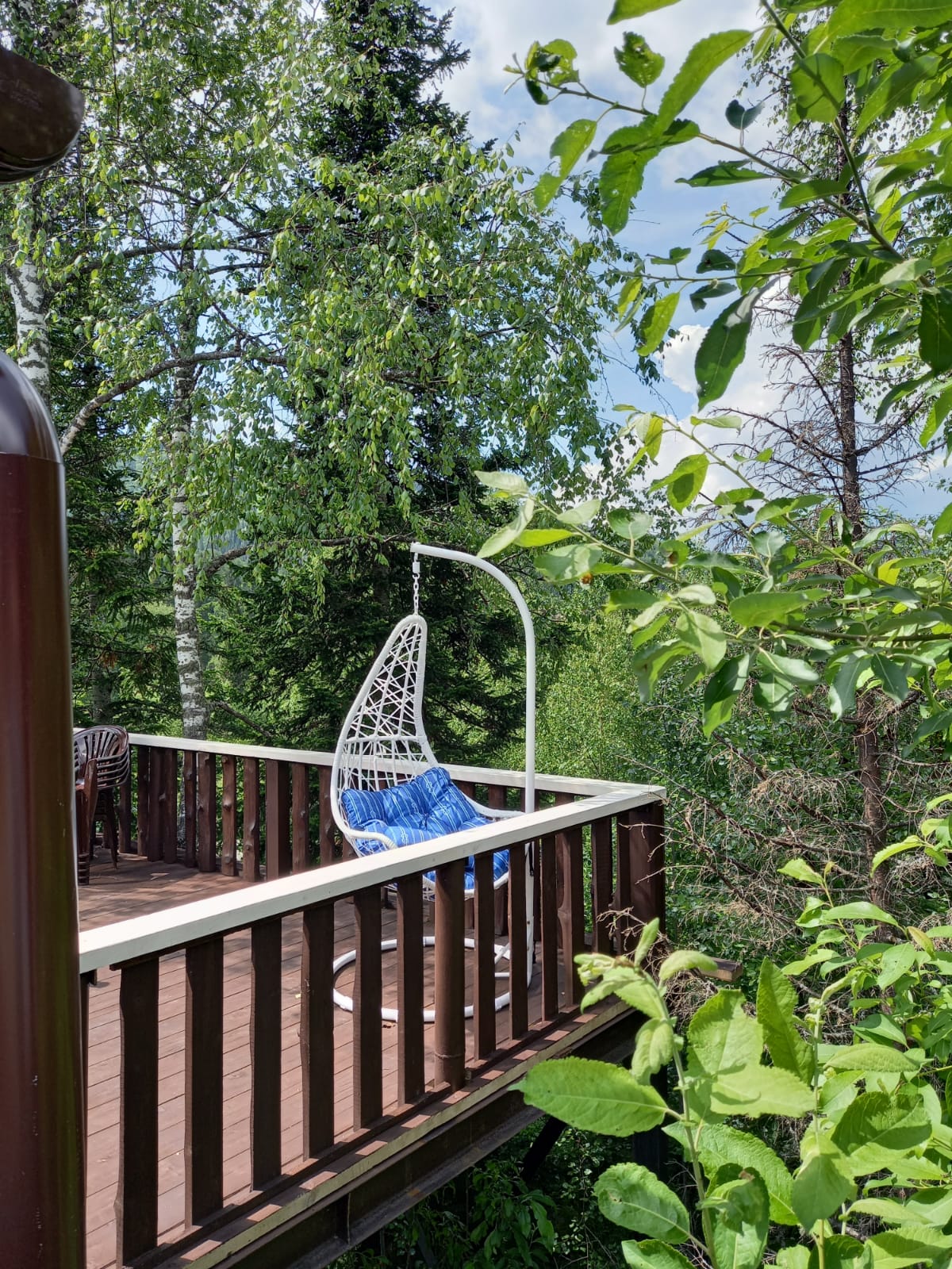 Фото Золотая сова