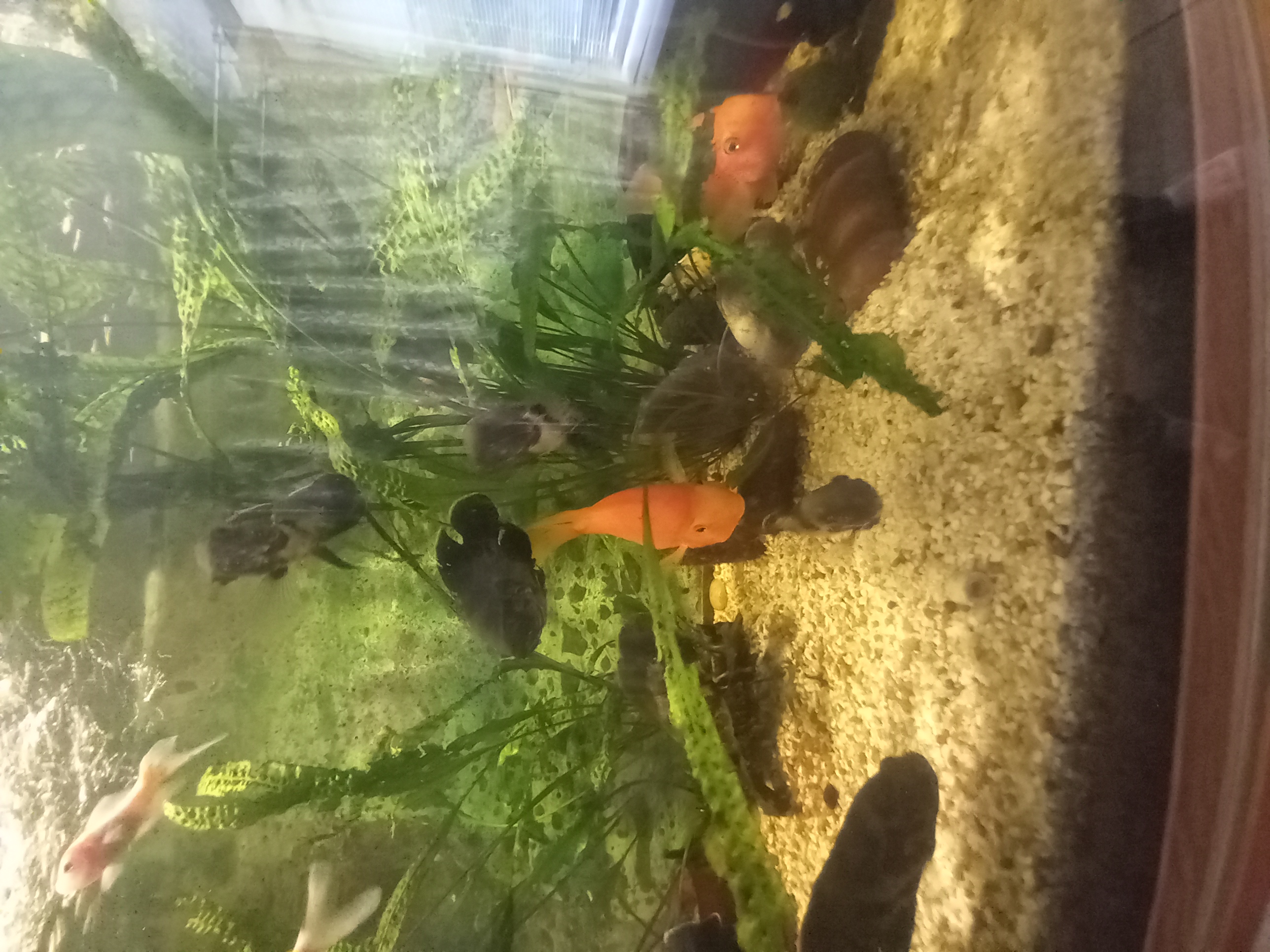 Фото Аравана