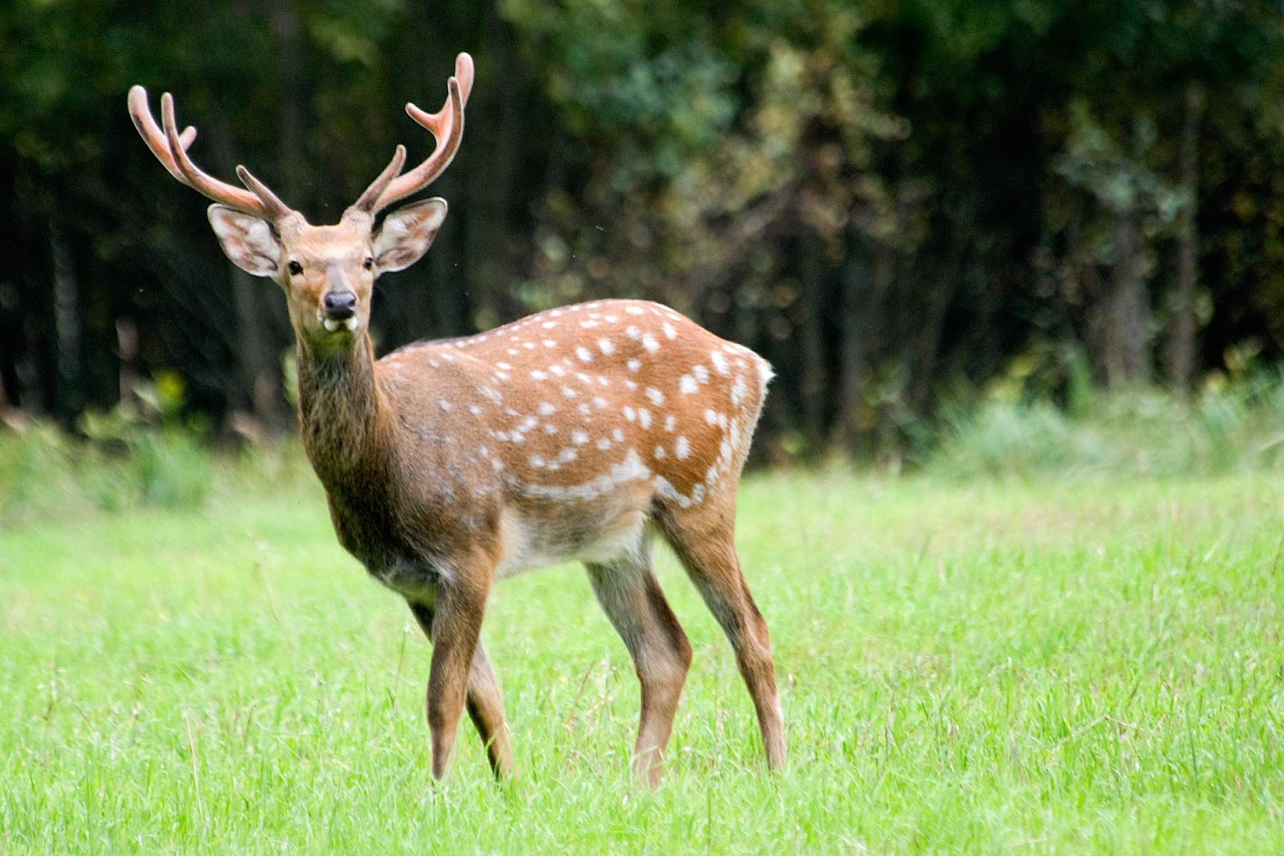 Фото La Ferme de Reve