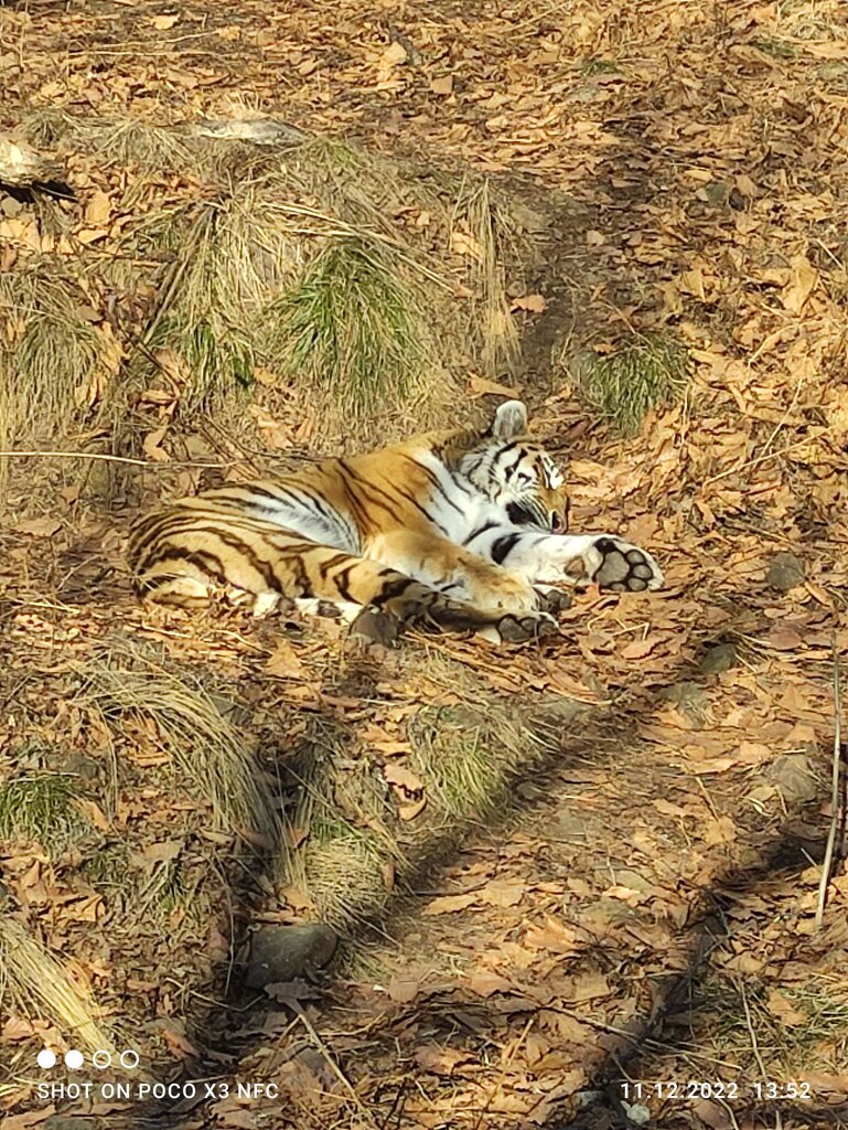 Other cash desks Кассы парка тигров, Primorsky Krai, photo