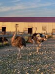 Ostrich Farm (Krasnodar Territory, Tbilisskoye selskoye poseleniye, posyolok Ternovy) ، مزرعة ماشية