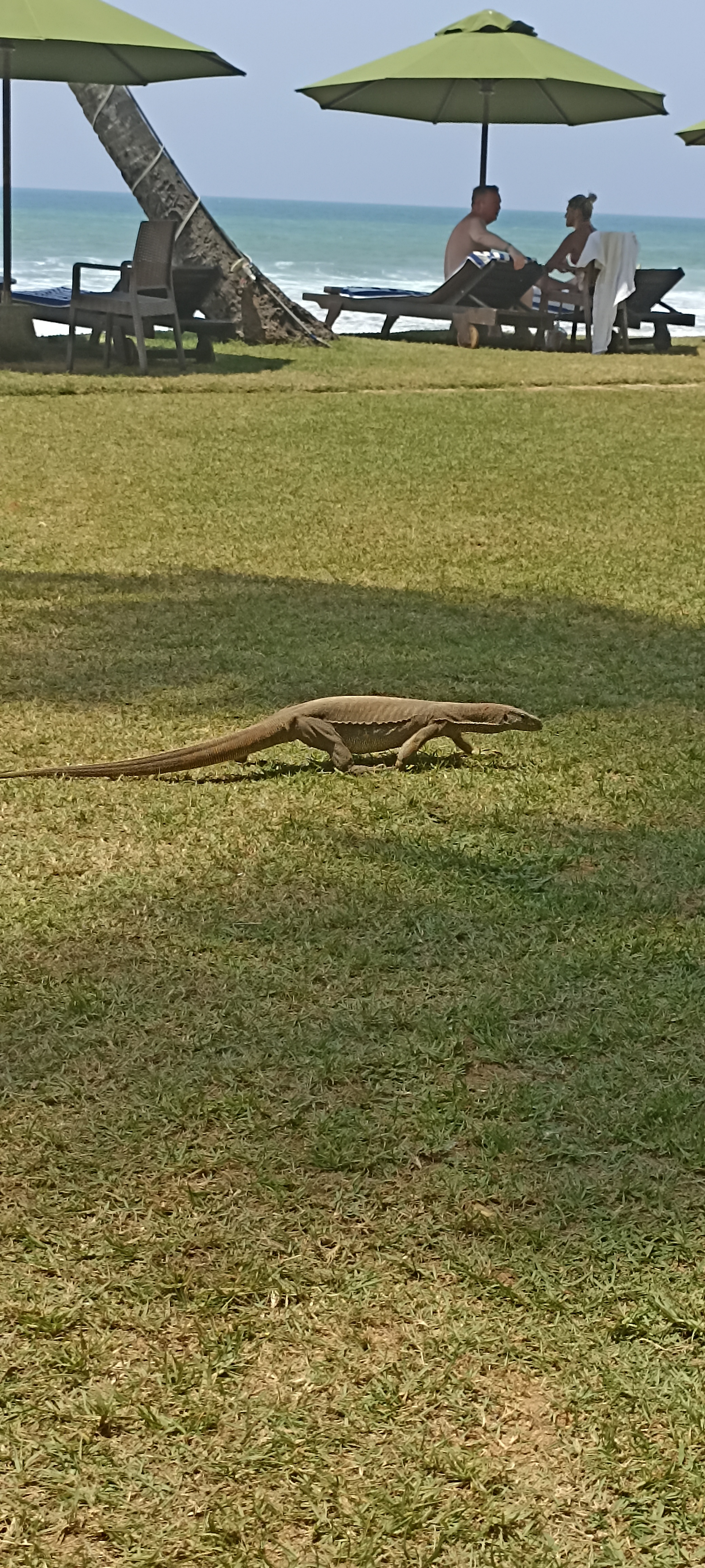 Фото Citrus Hikkaduwa