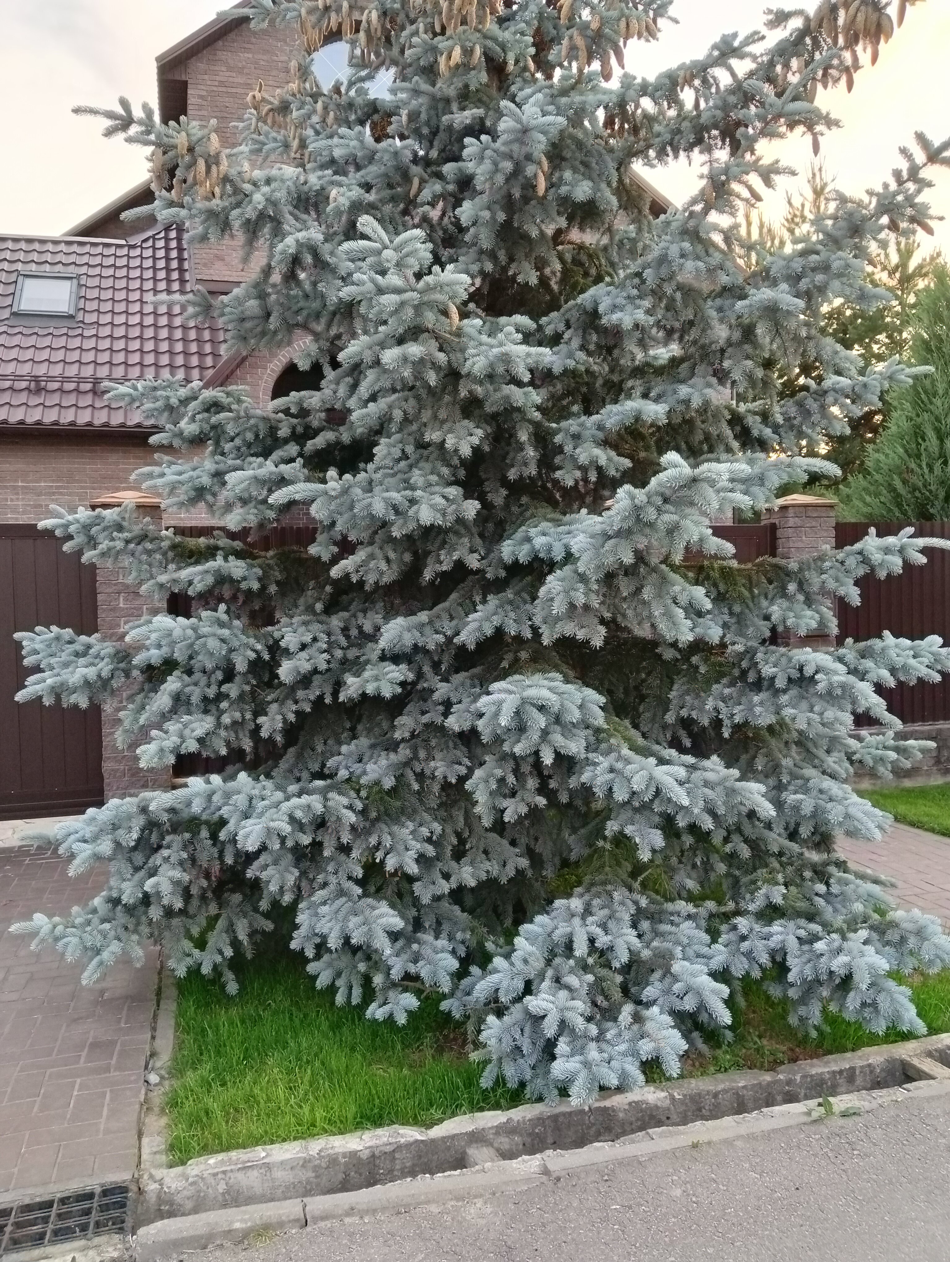 Фото Медово Хауз