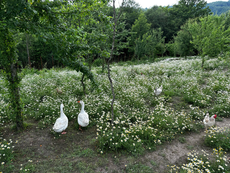 Фото Эко ферма Гуляй Поле