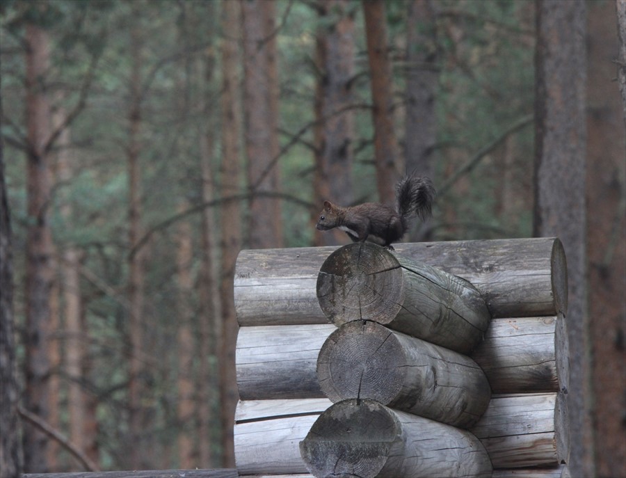 Фото Эльбрус Марал