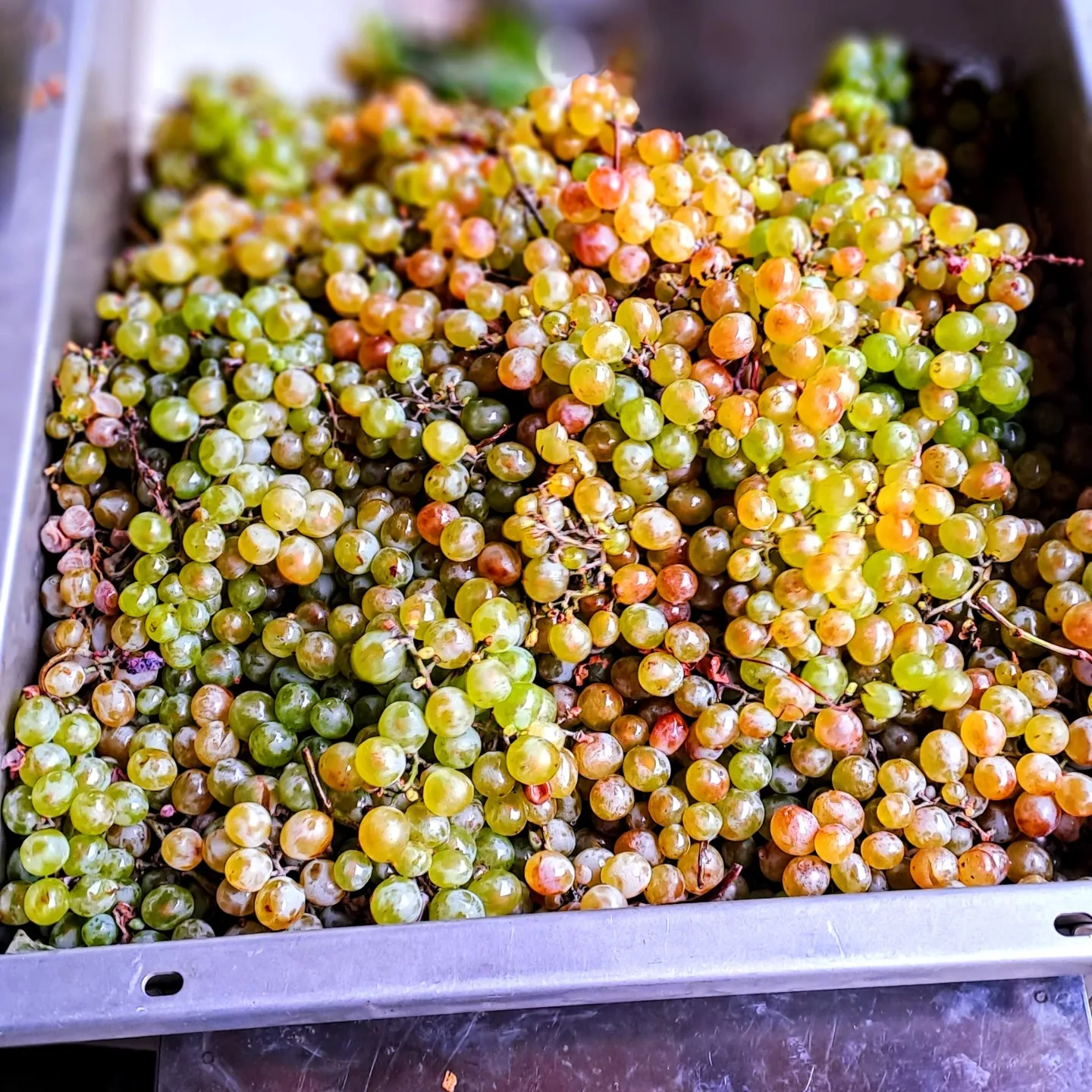 Фото Marani Mtrediani Wine Lodge