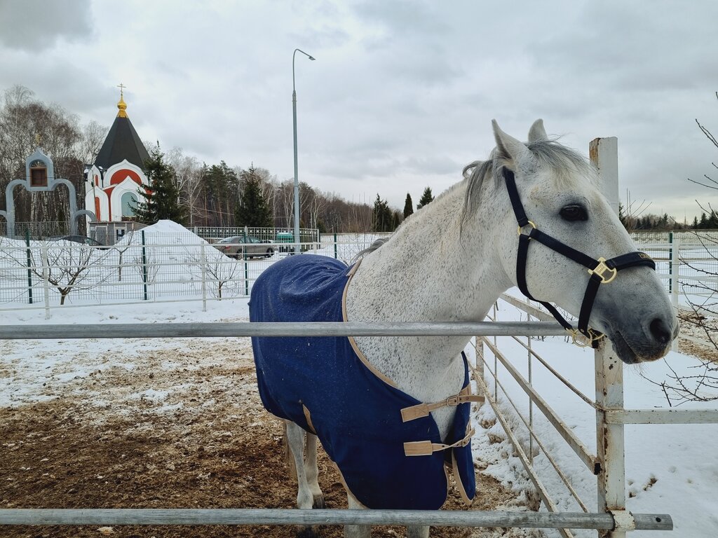 Конный клуб Walkservice, Дзержинский, фото