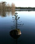 Onezhskoye Pomorye (Novaya ulitsa, 1Ас3), urban forest