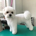 Chester and Co (Dmitrieva Street, 30) ، صالون حيوانات أليفة