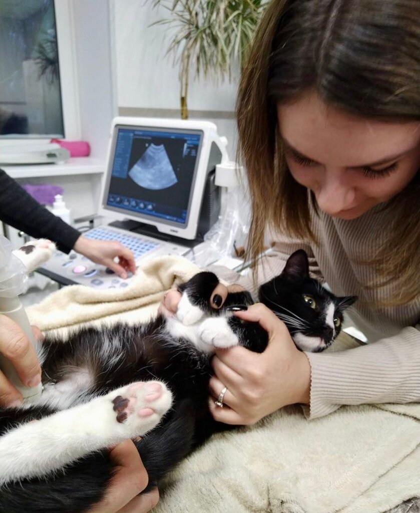 Veterinary clinic My friend, Apatity, photo