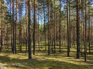 Государственный природный заказник Шалово-Перечицкий (Ленинградская область, Лужское городское поселение), заповедник в Санкт‑Петербурге и Ленинградской области