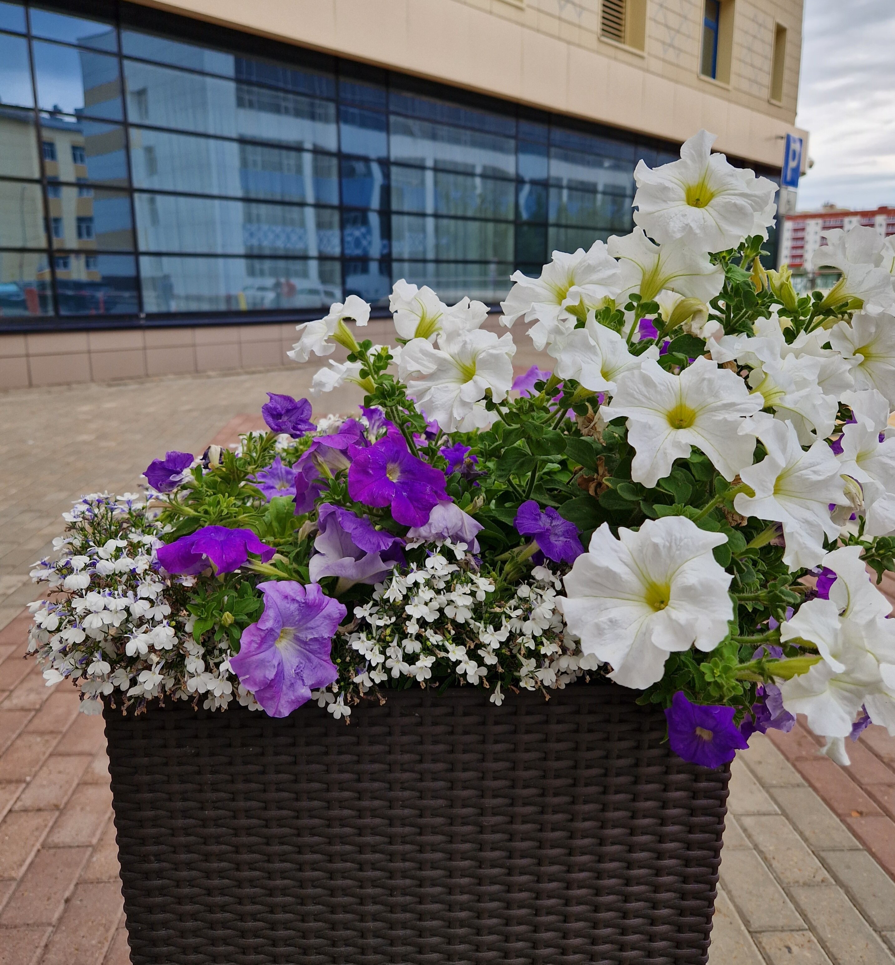Фото Hills Garden