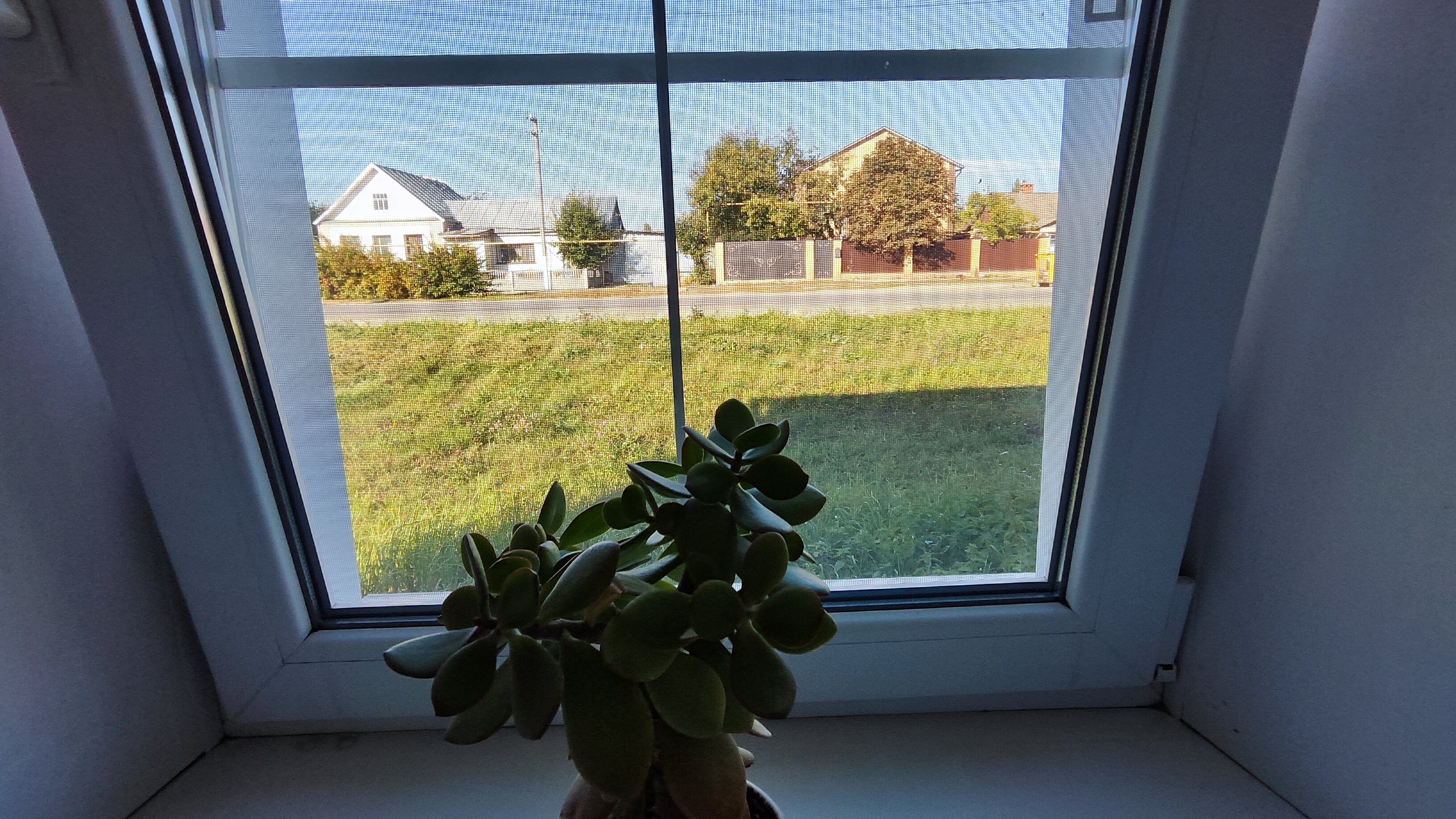 Фото Базилик