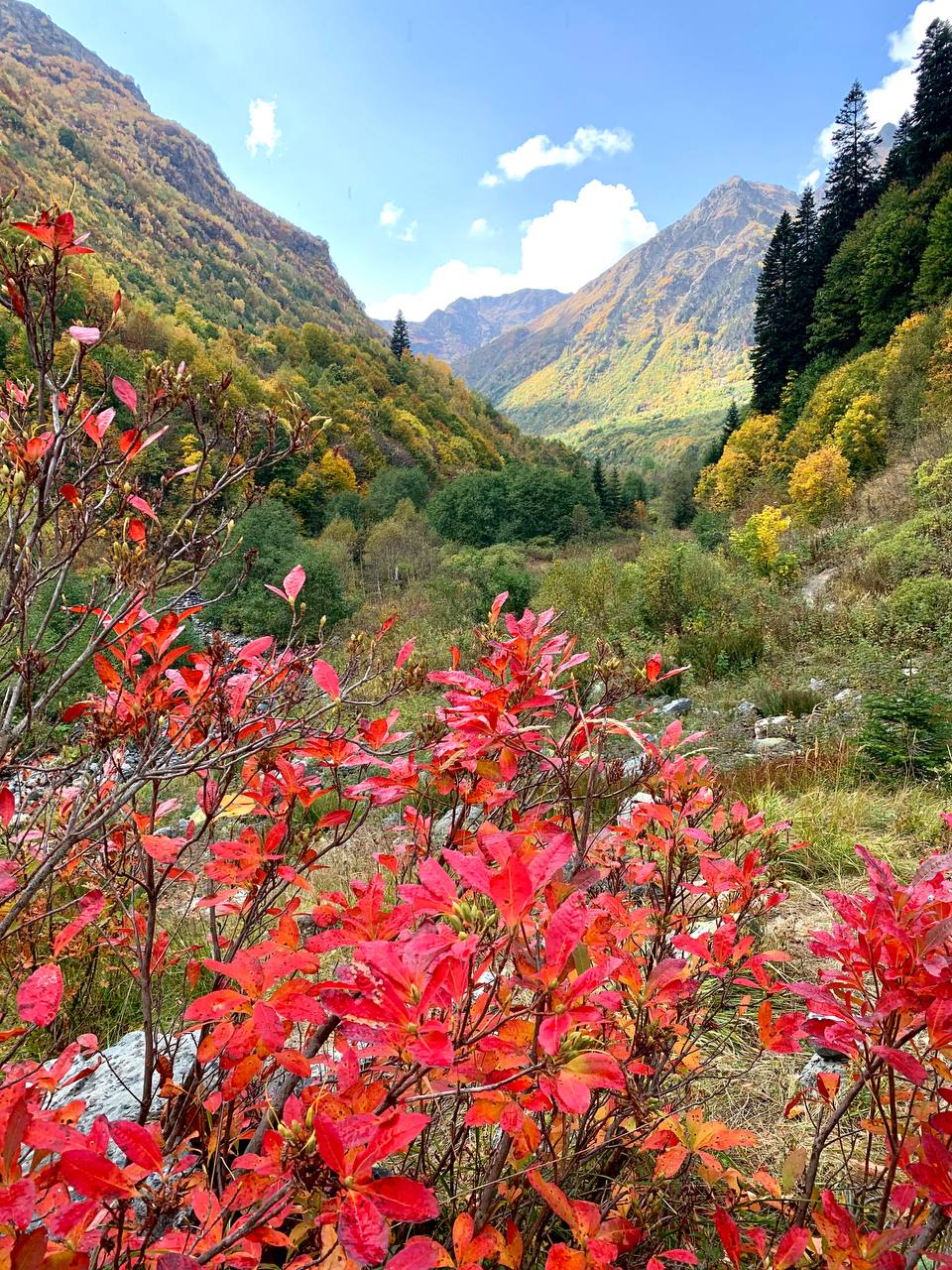 Фото ПихтаHouse