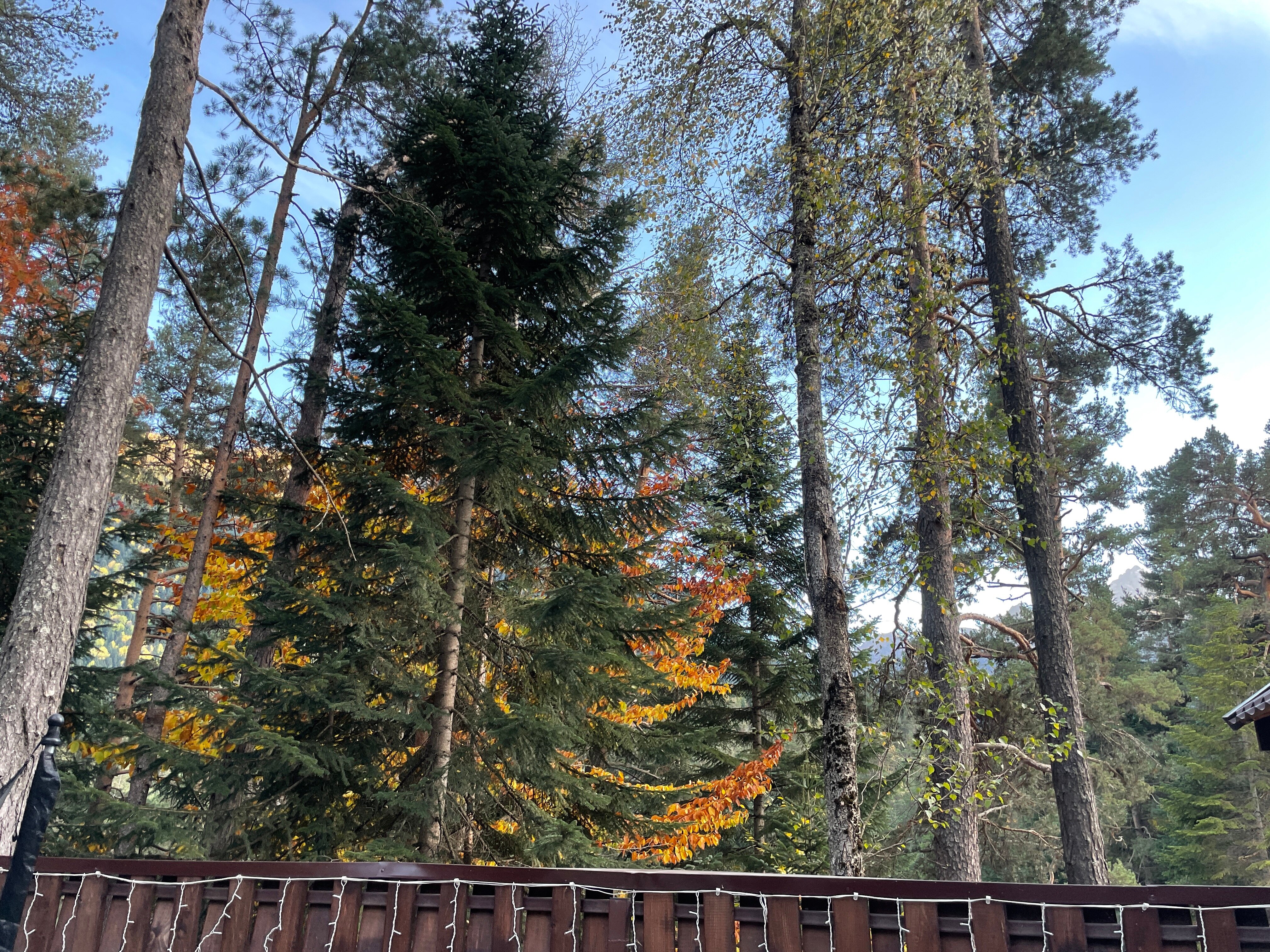 Фото Беркут Архыз