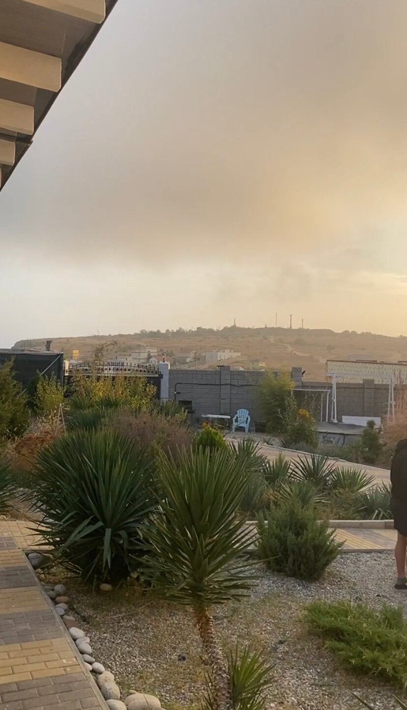 Фото Шафран