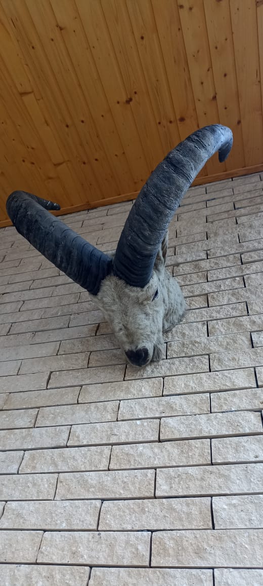 Фото Три Медведя