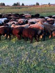 Эдельбай (derevnya Velichkovo, 209С), intensive animal farming