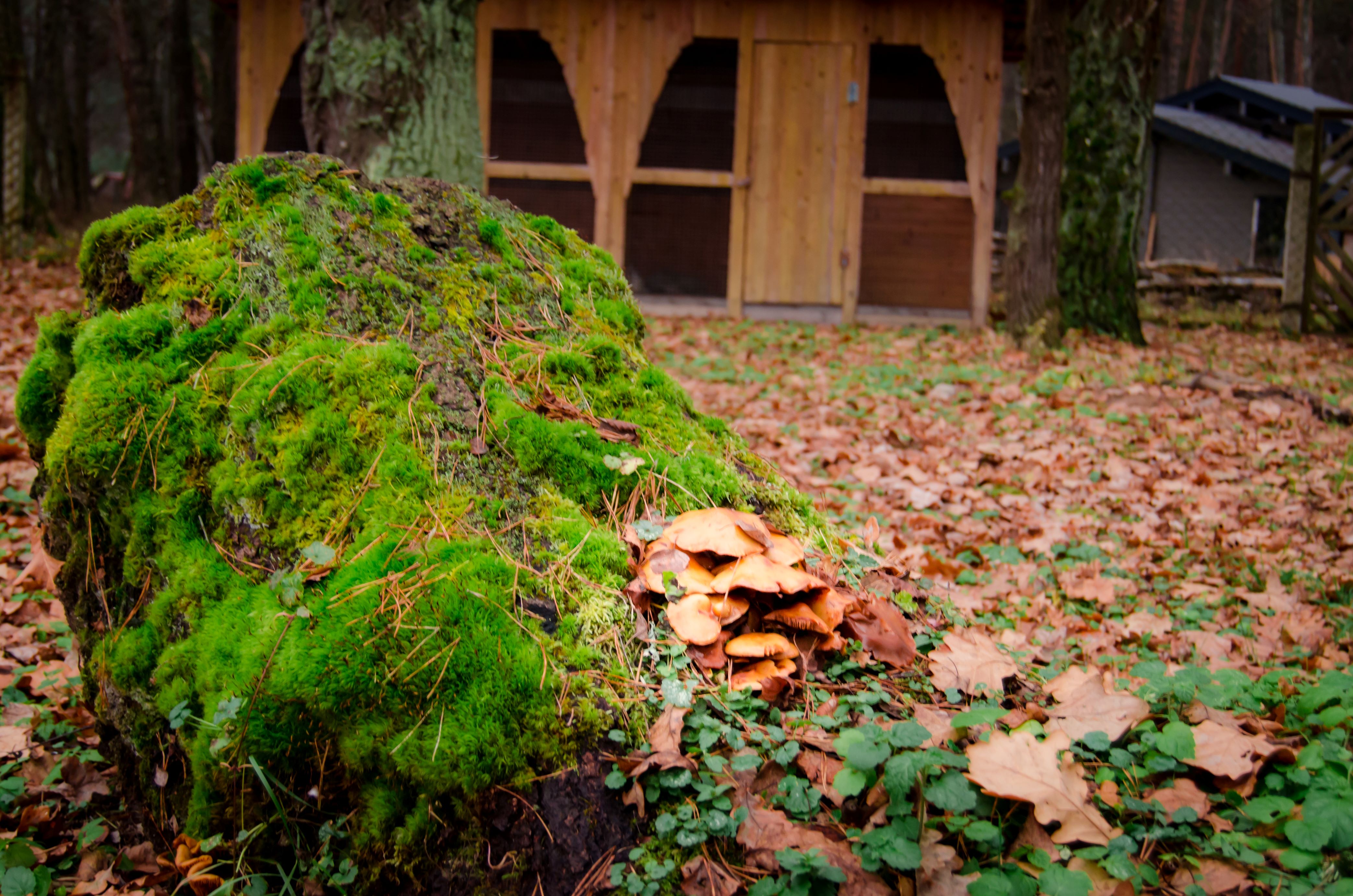 Фото Подберёзовик