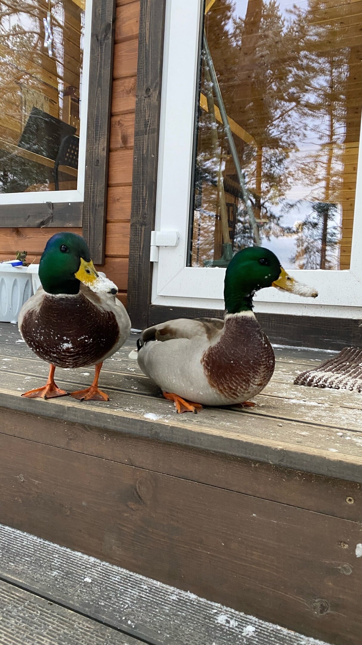 Фото Кангас