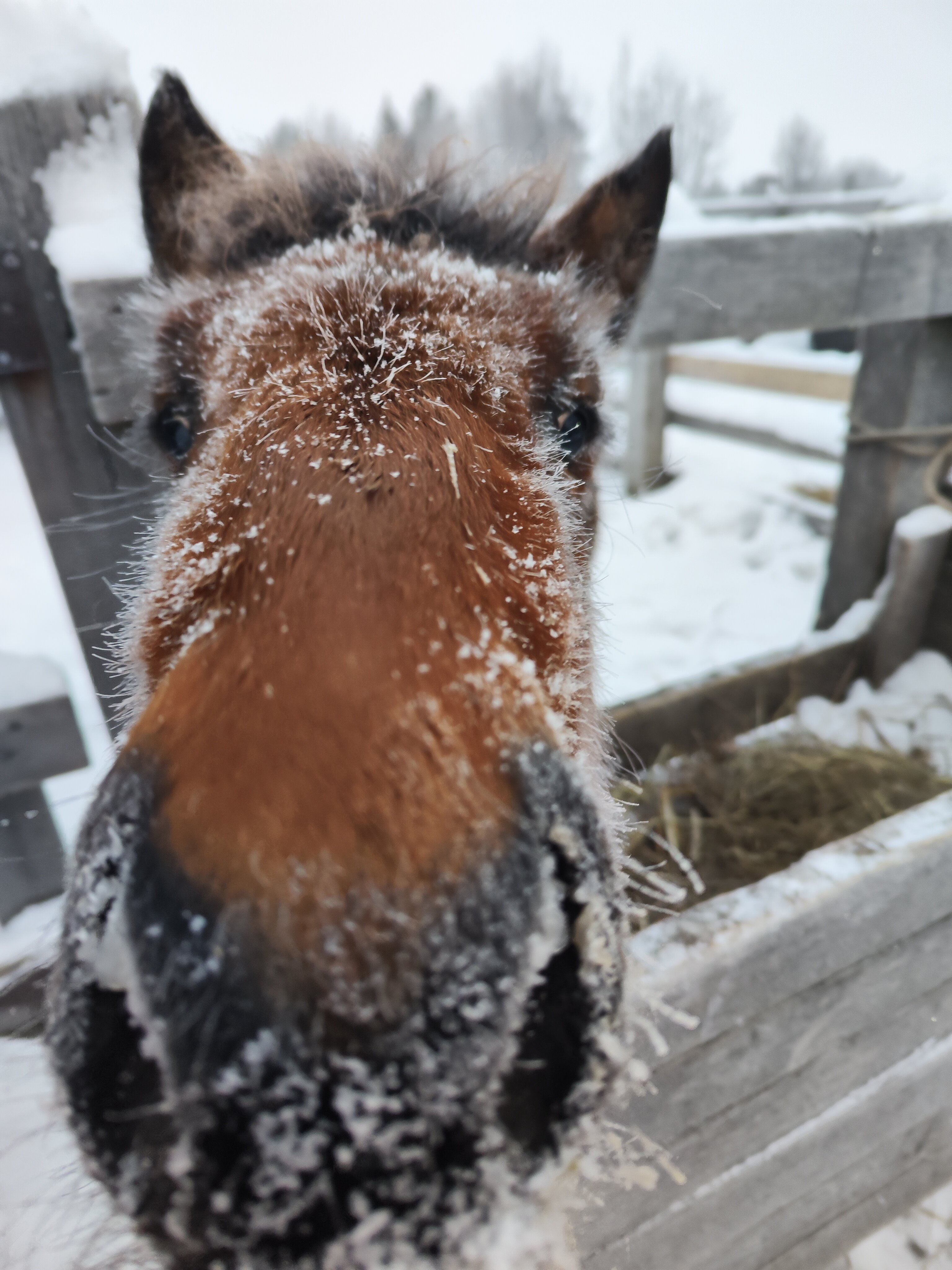 Фото Мезенский берег