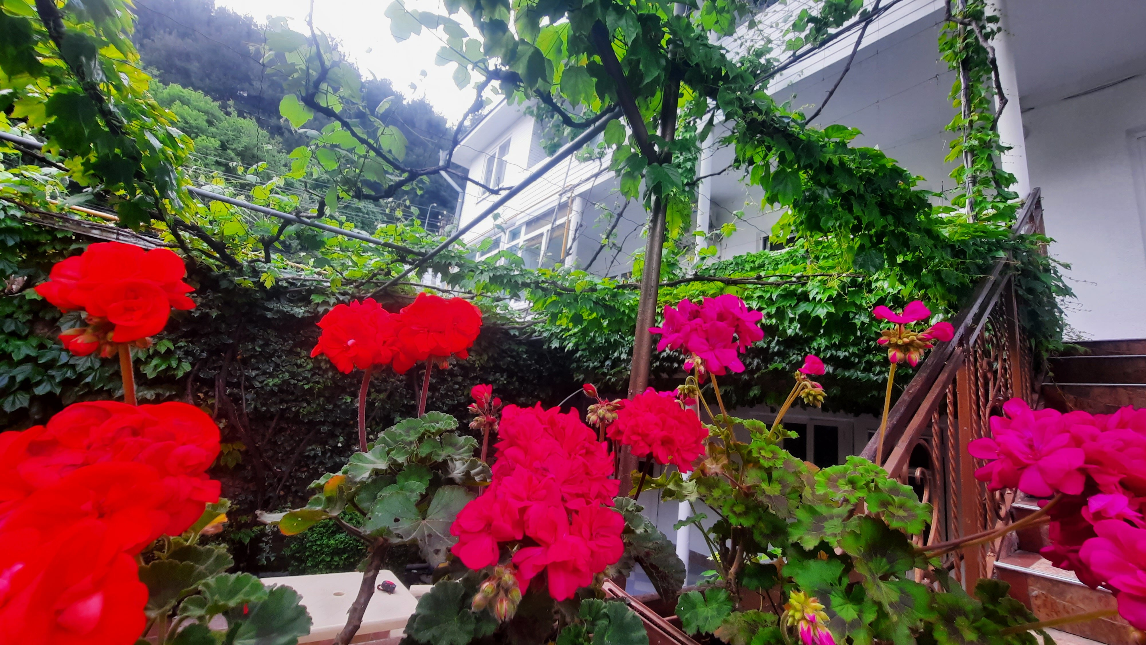 Фото Солоники