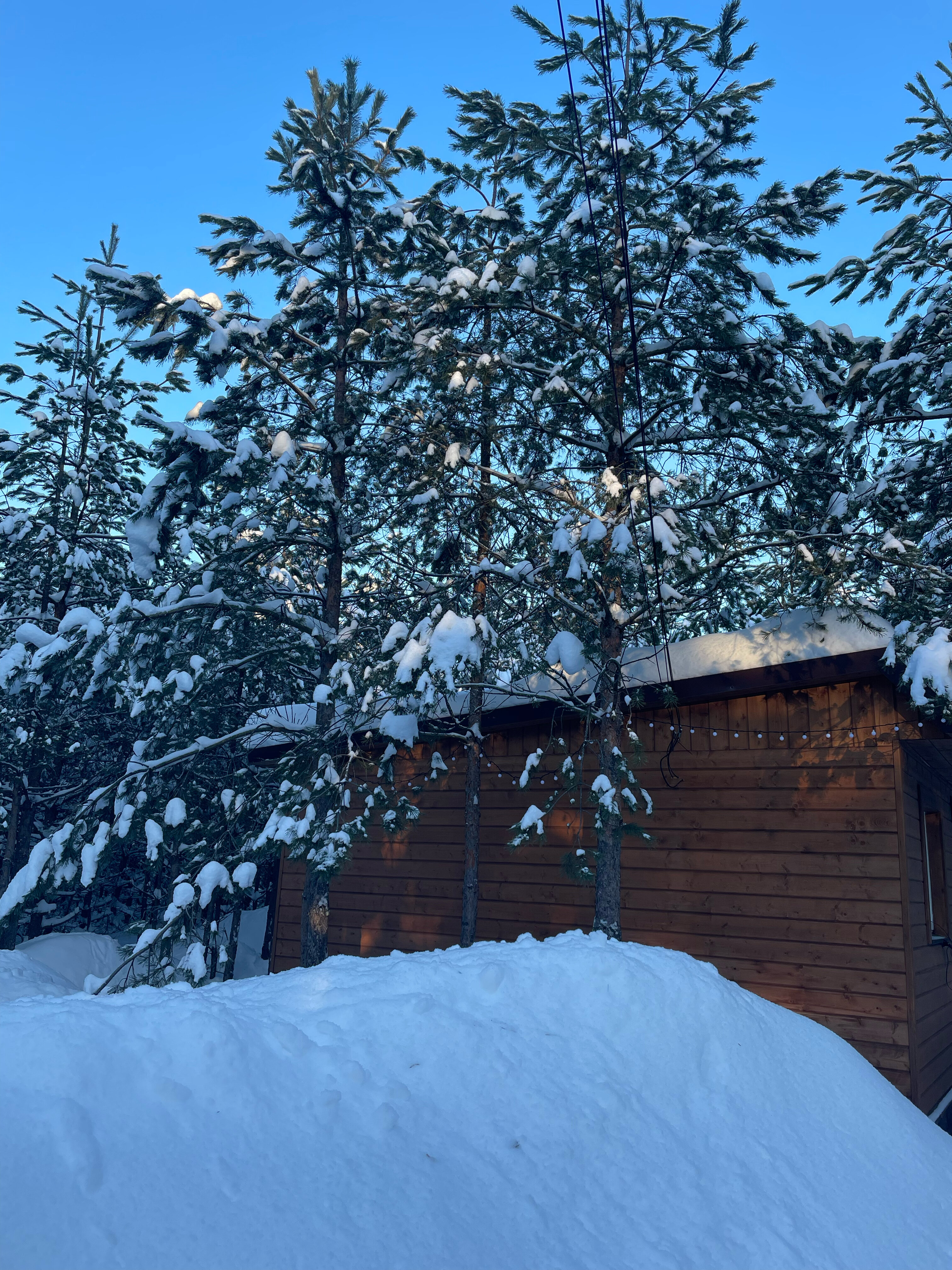 Фото Skazka в лесу