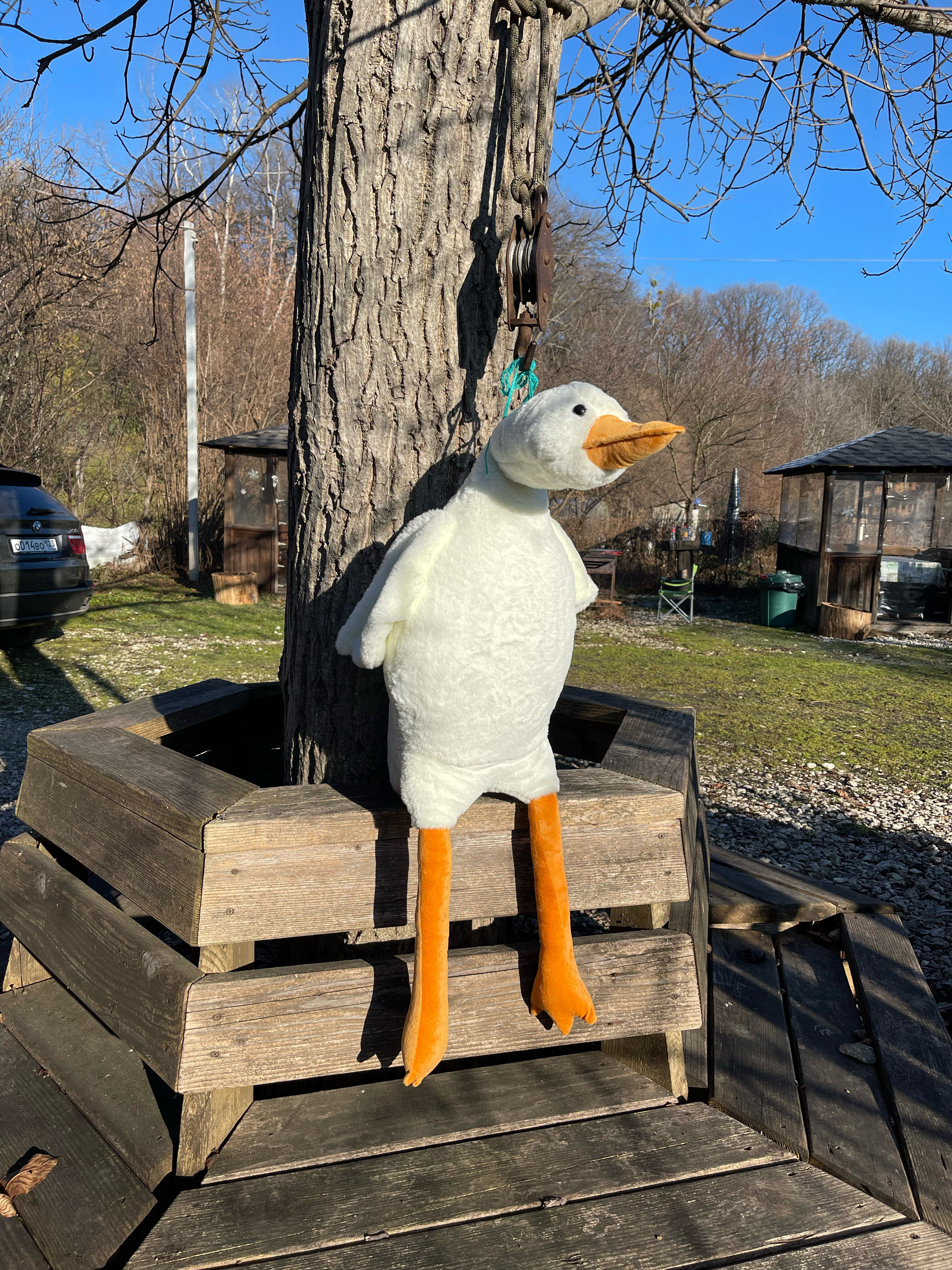 Фото Горная Лаванда