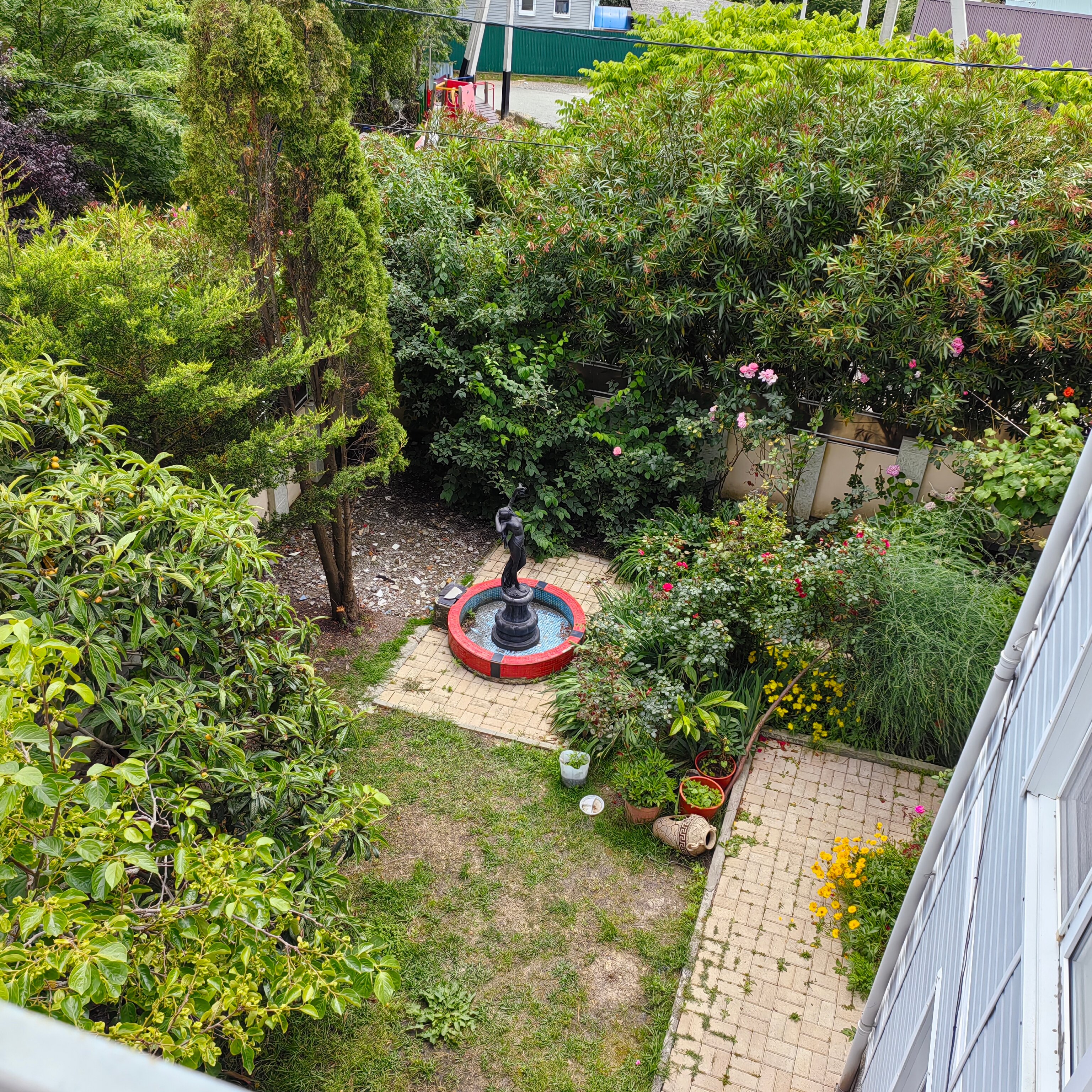 Фото Олеандр