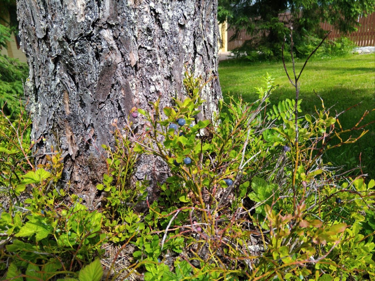 Фото Sosnovka house