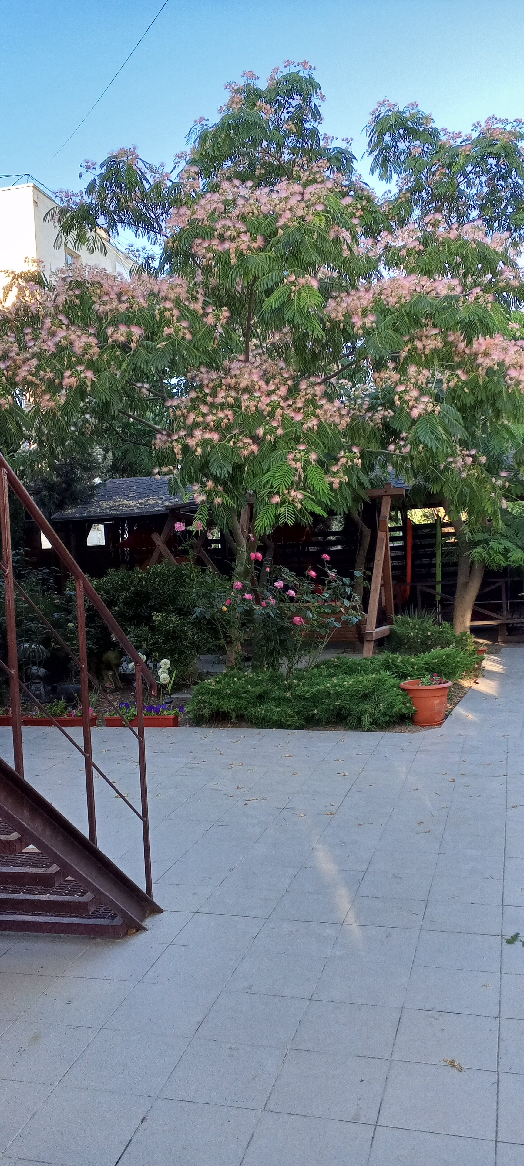 Фото Магнолия