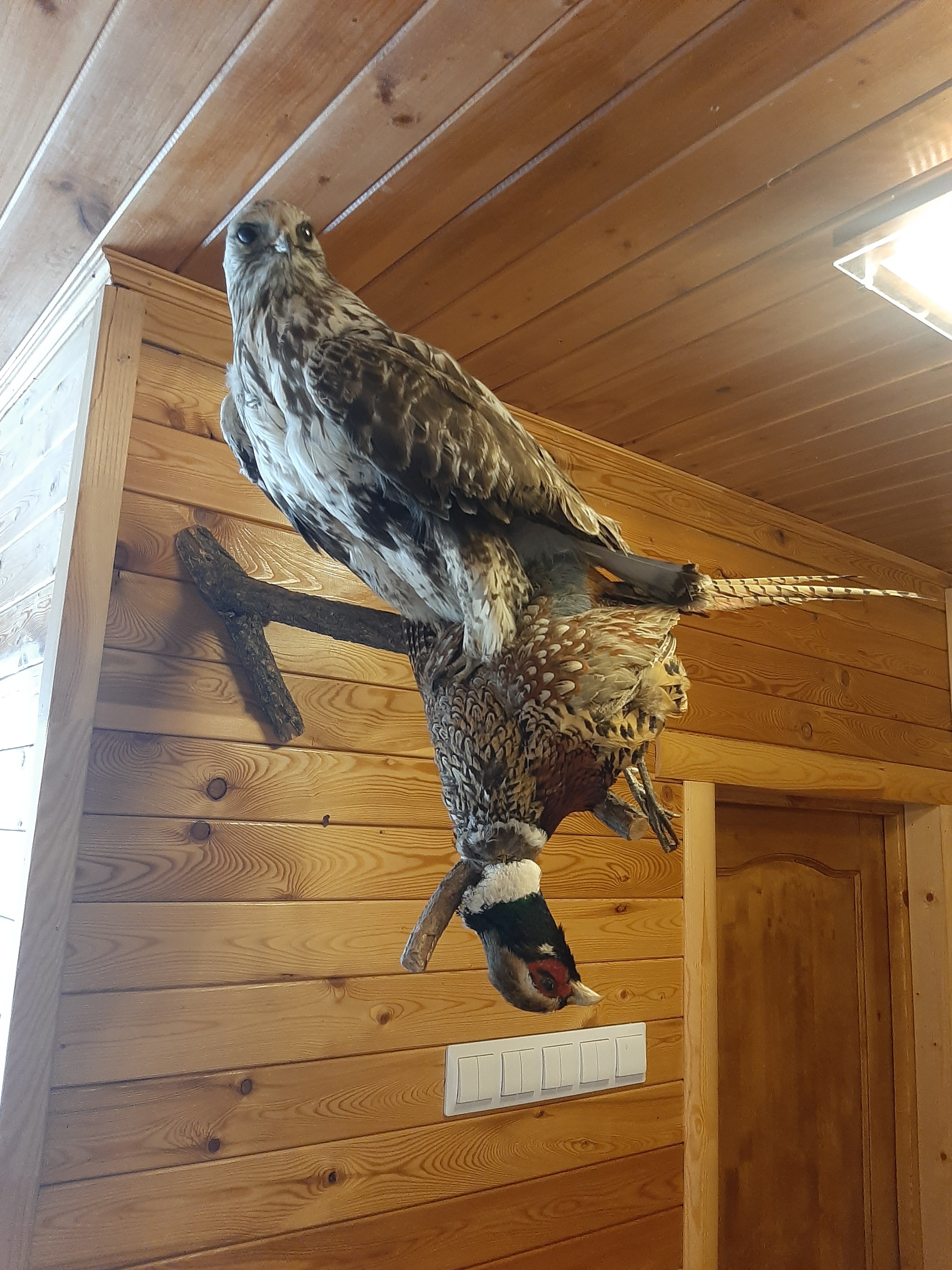 Фото Алые паруса