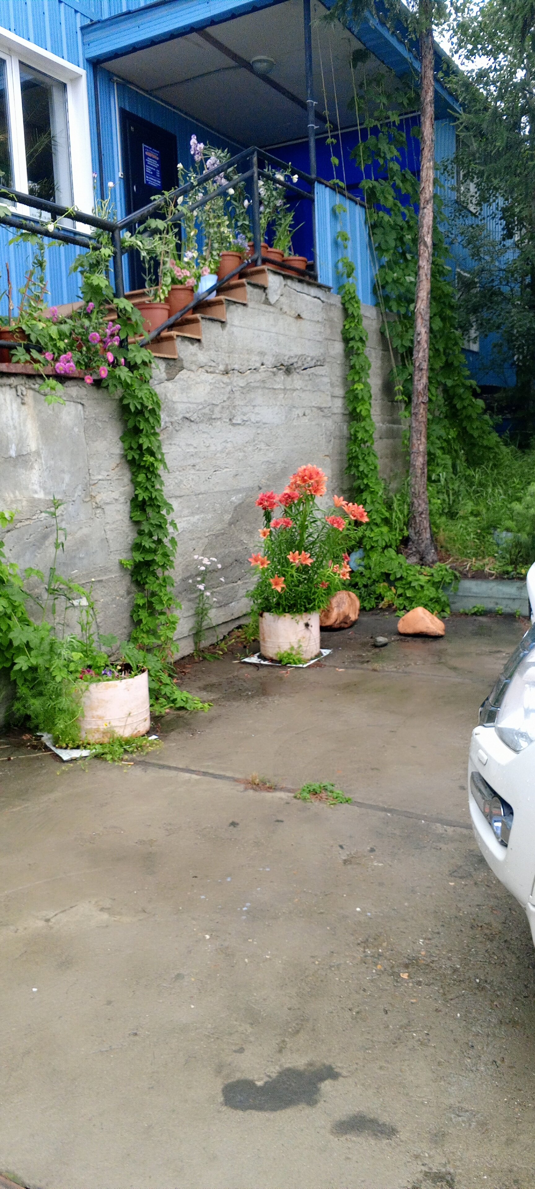 Фото Аврора