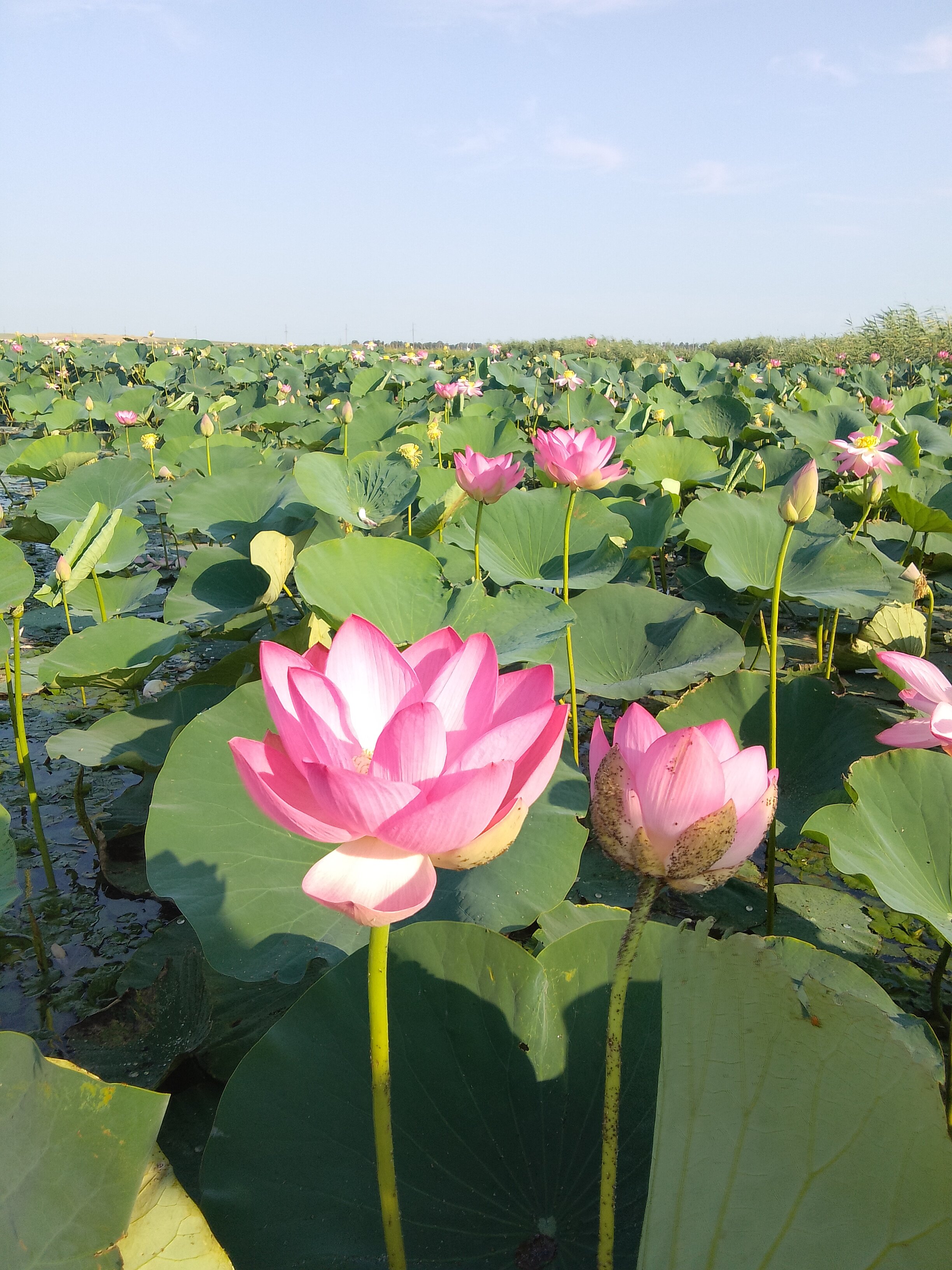 Фото Тихий Дон