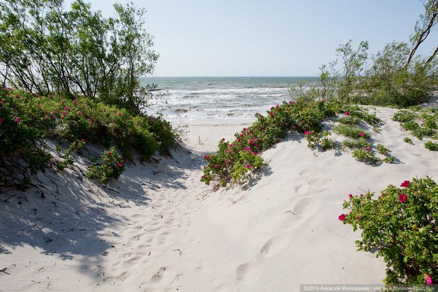 Фото Стрекоза