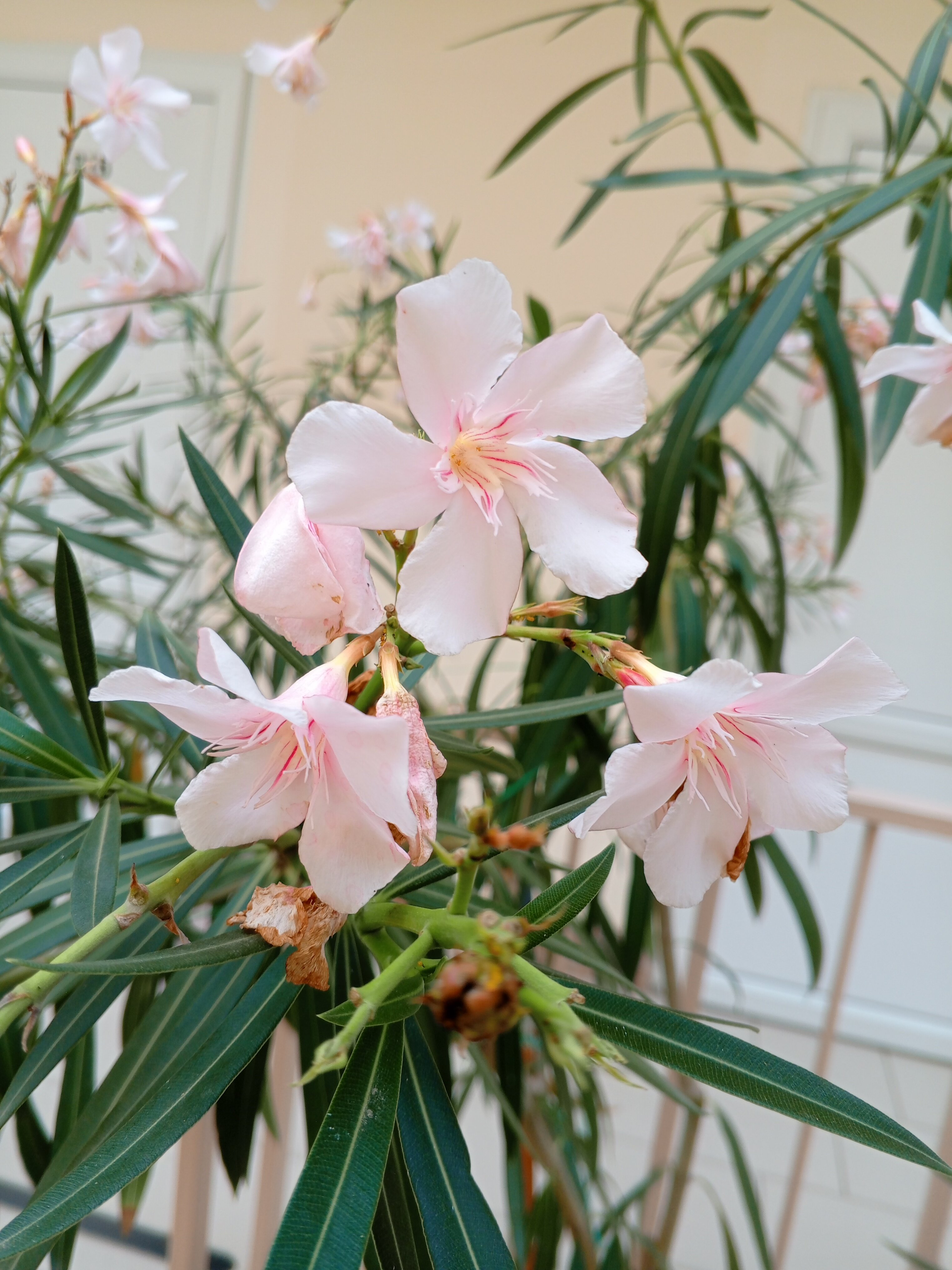 Фото Черноморская