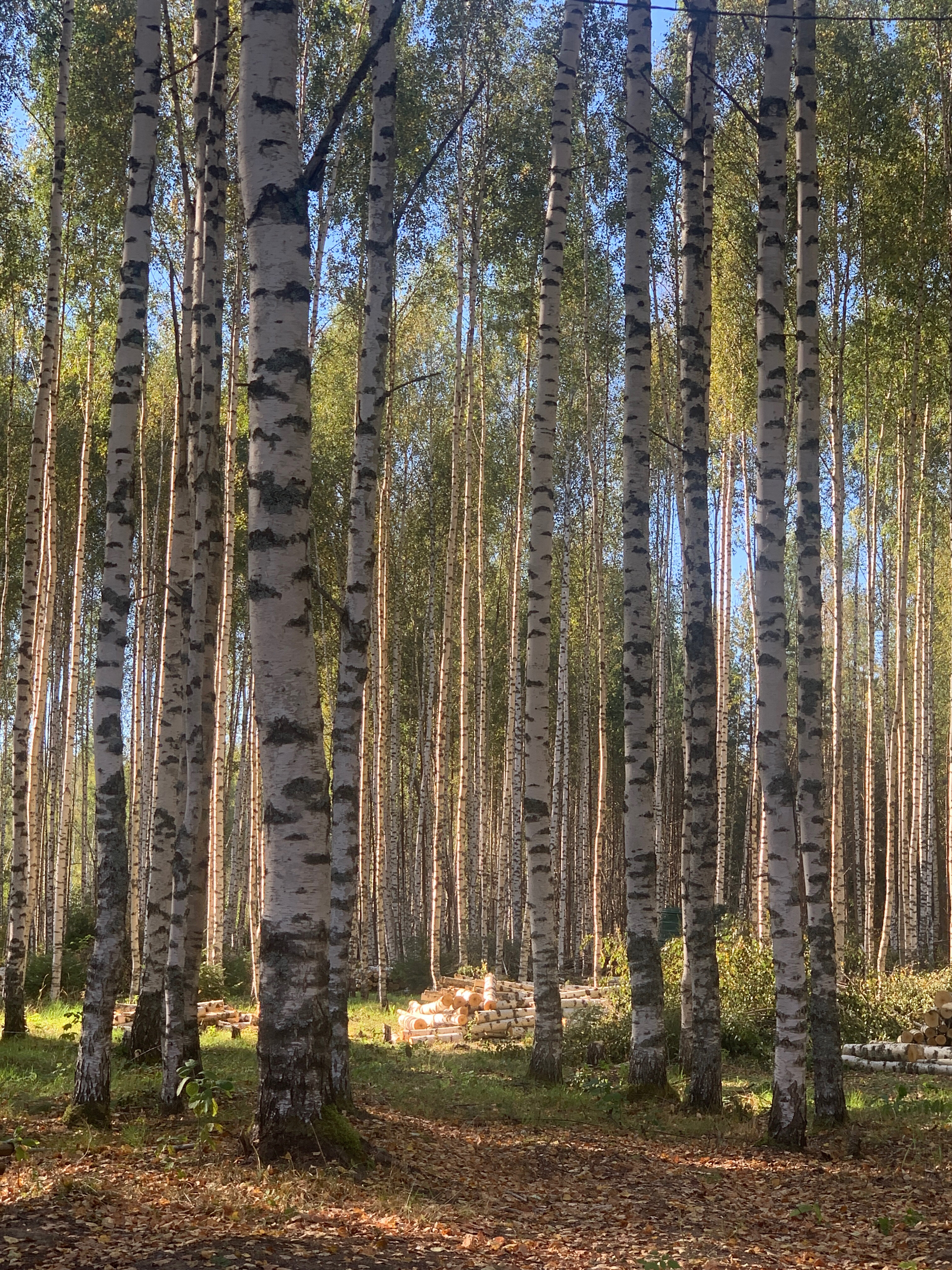 Фото Эко-усадьба Горностай