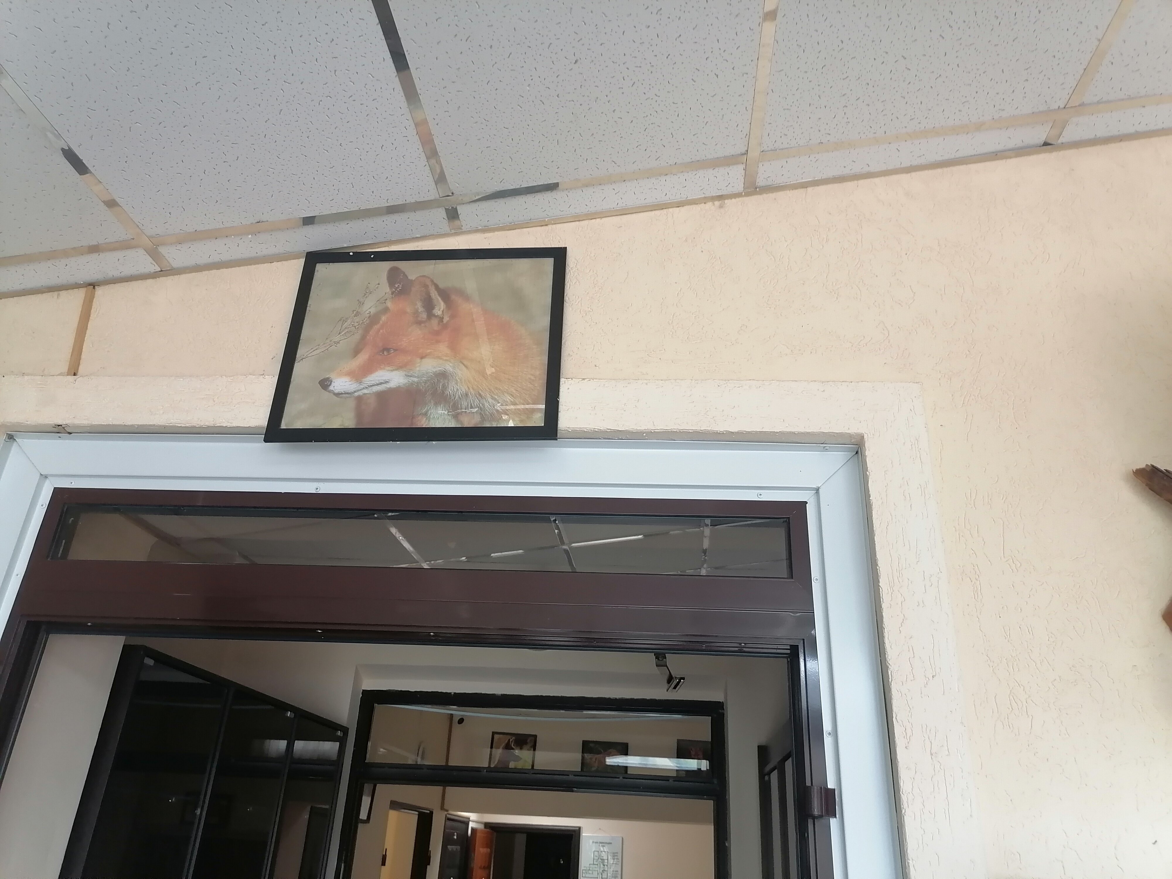 Фото Лисья нора