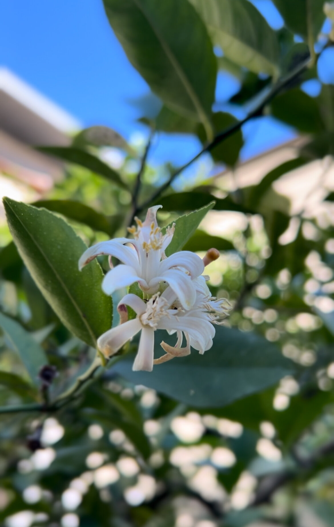 Фото Сосновый рай