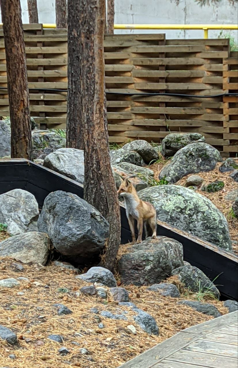 Фото Блэк Поинт
