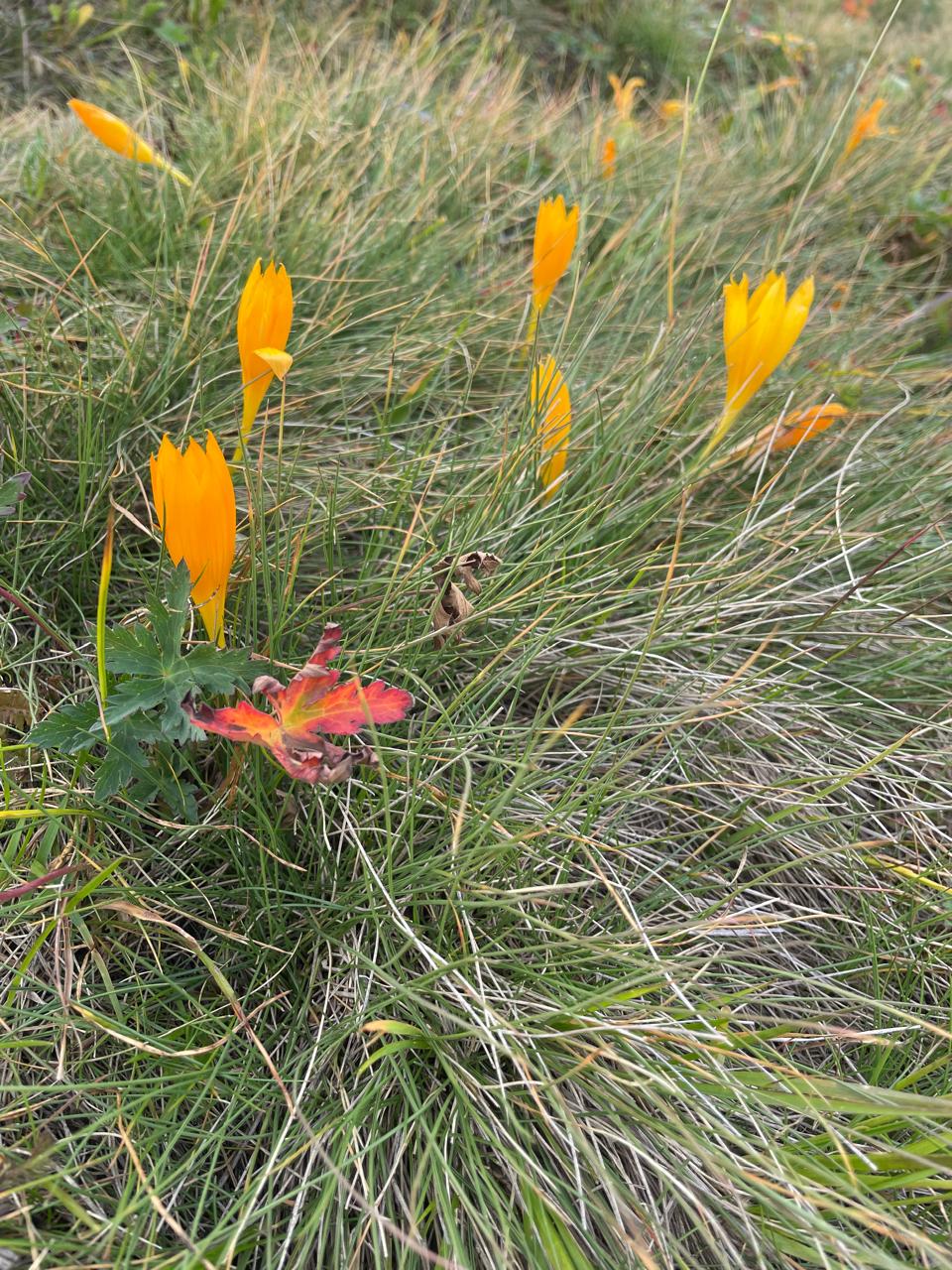 Фото Сказка Снежных Вершин