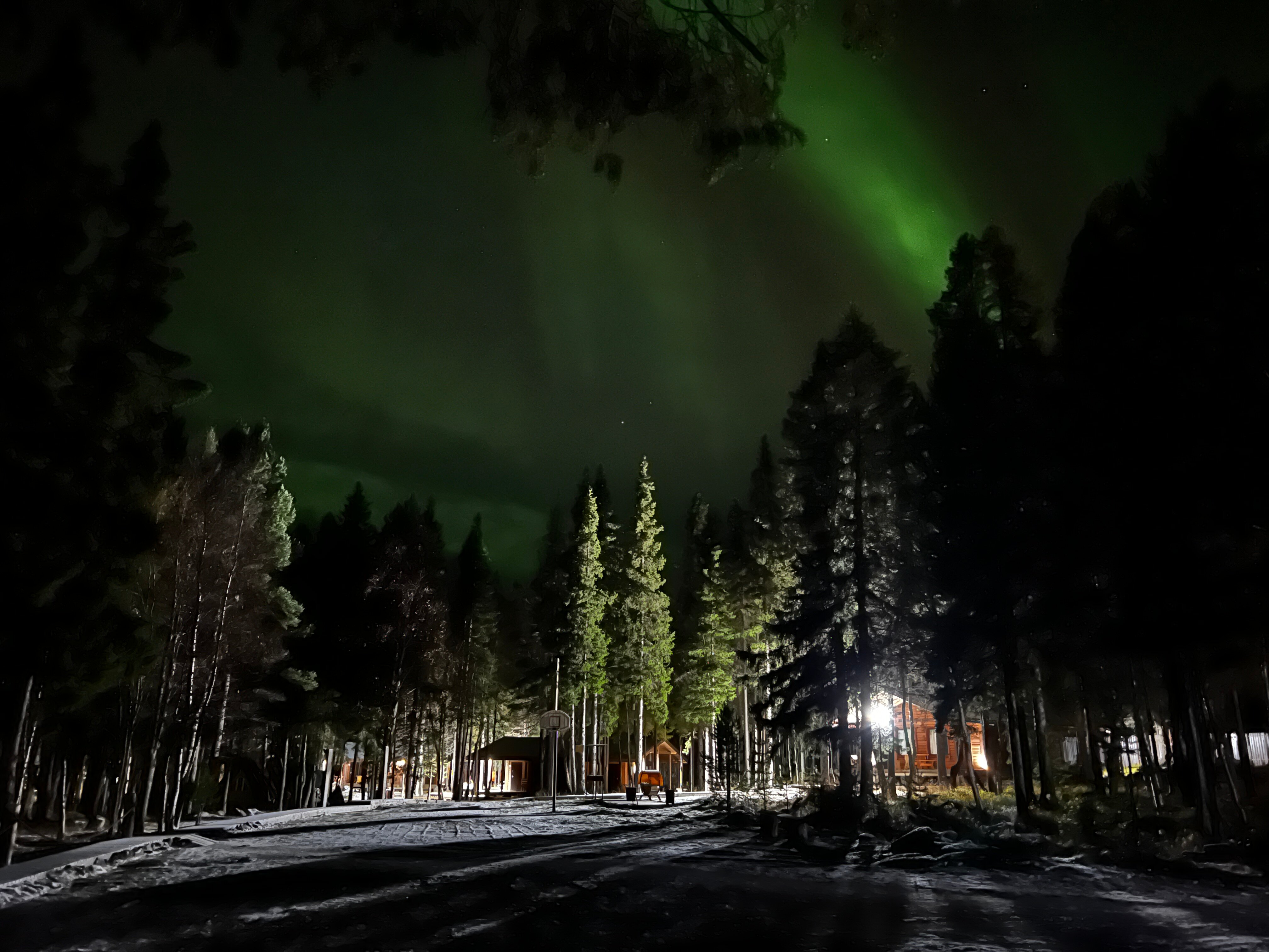 Фото Cedar Grass Белое море