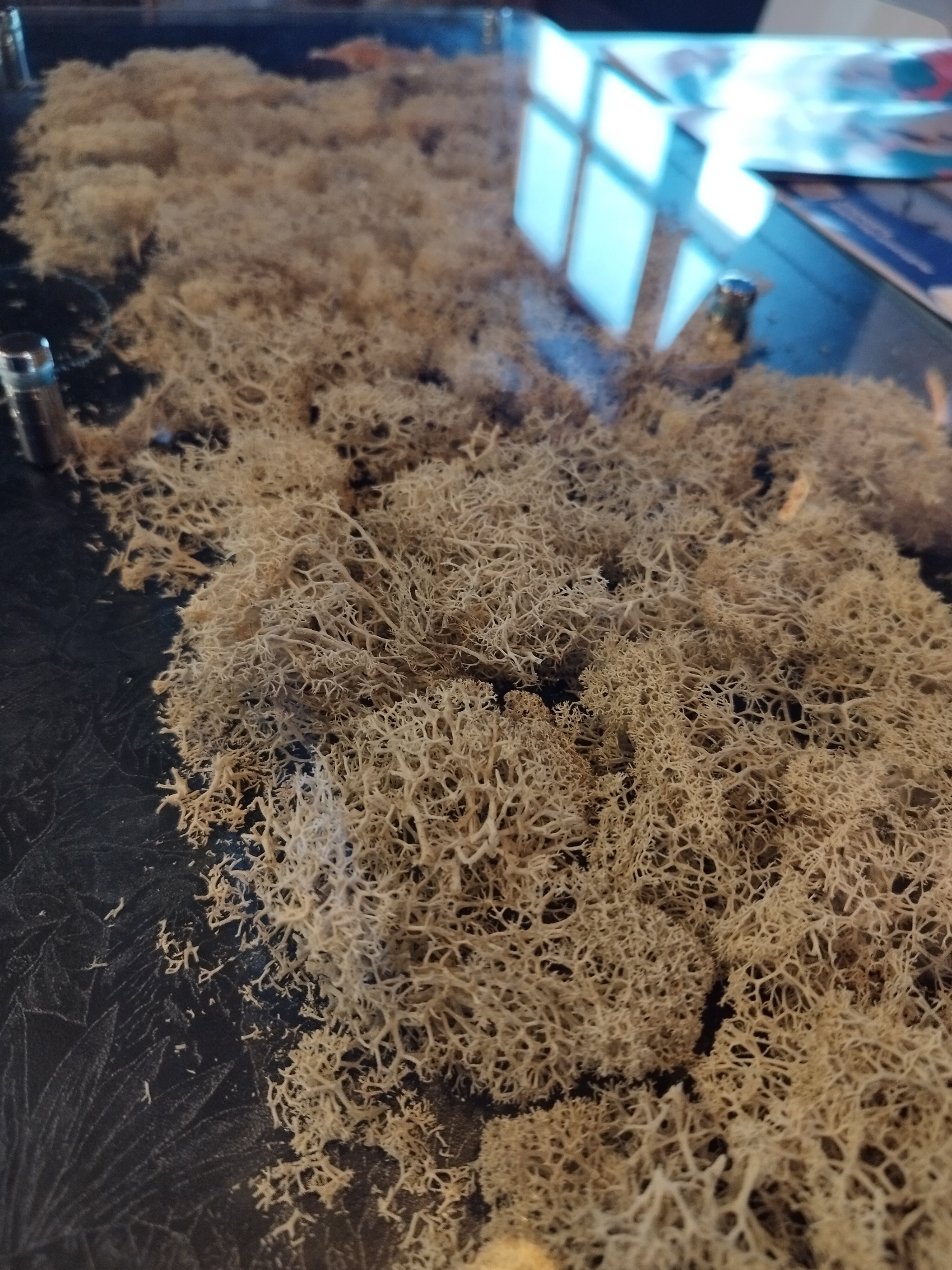 Фото Ягель Лофт