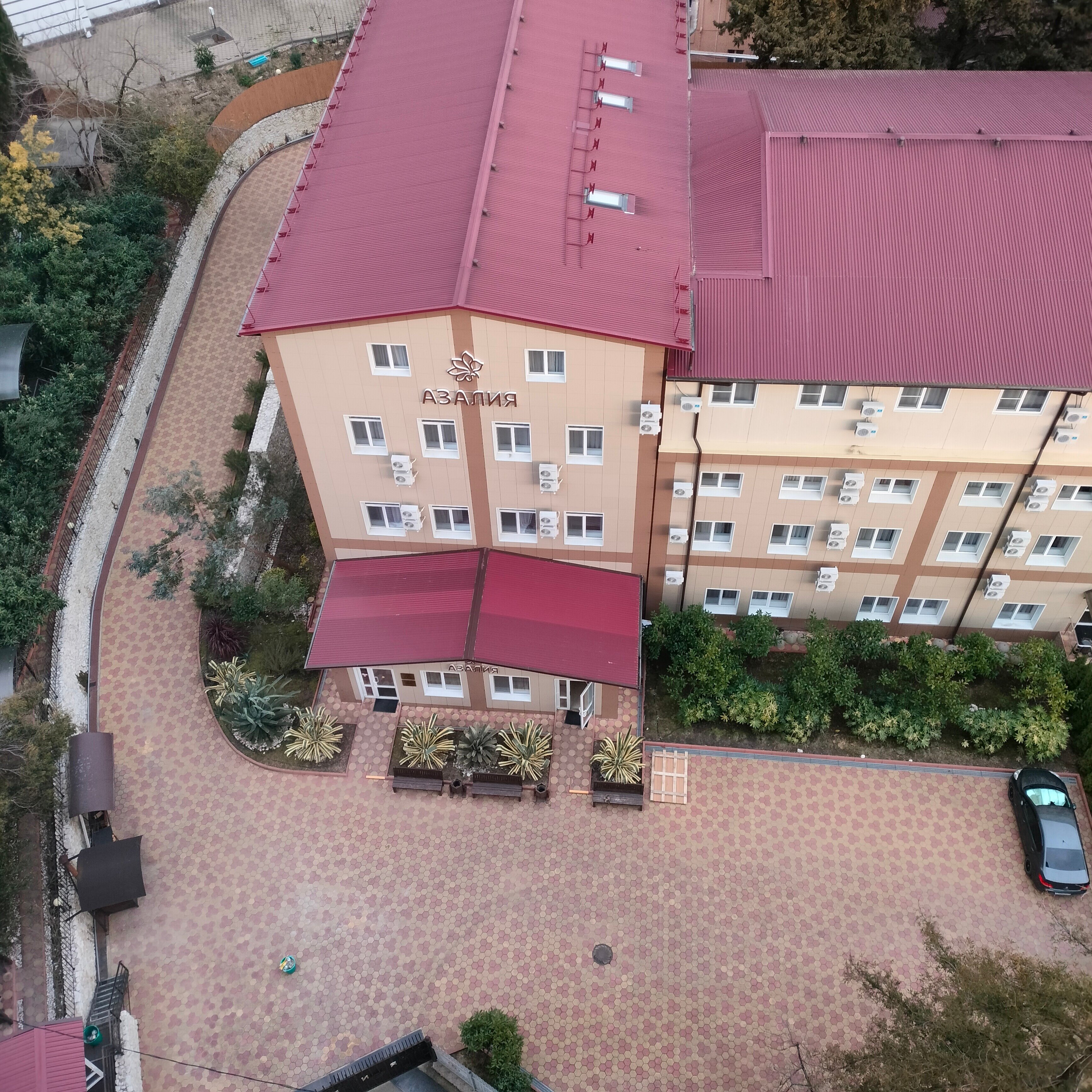 Фото Азалия