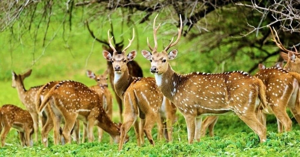 Фото Yala Waves Beach Resort